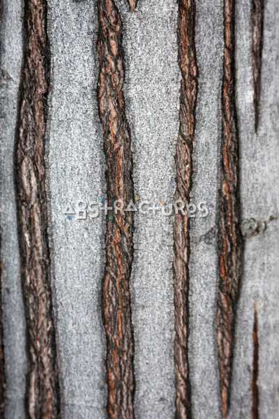 Wood Bark Abstract Texture Background — photographic texture 43 — 32