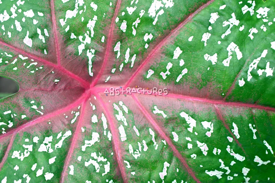 Green Red Tropical Leaf Texture — photographic texture 20 — 32