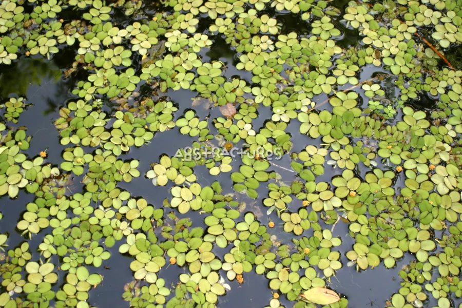 Green Plants in Pond Image — photographic texture 20 — 26