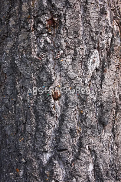 Wood Bark Abstract Texture Background — photographic texture 43 — 15