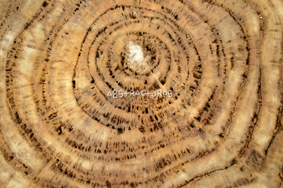 Crosscut Circles Wood Abstract Texture — photographic texture 16 — 03