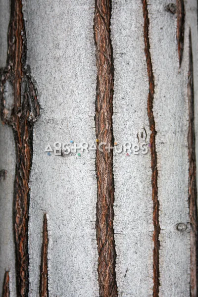 Wood Bark Abstract Texture Background — photographic texture 43 — 40