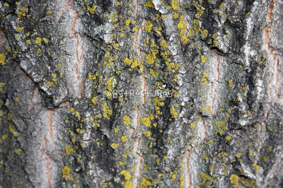 Wood Bark Abstract Texture Background — photographic texture 44 — 10