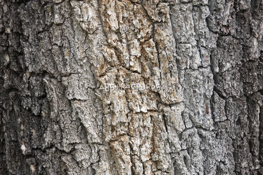 Wood Bark Abstract Texture Background — photographic texture 43 — 33