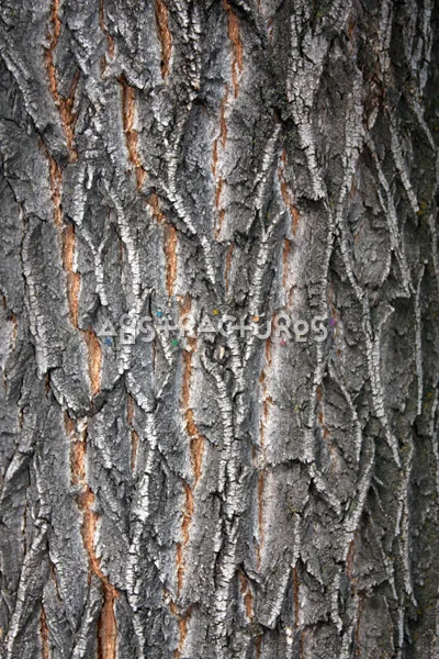 Wood Bark Abstract Texture Background — photographic texture 43 — 07