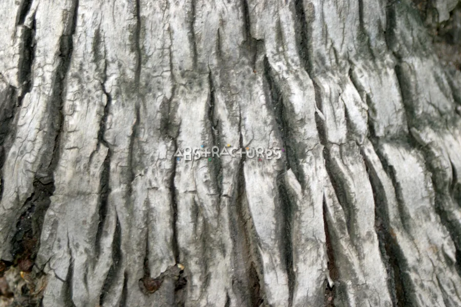 Coconut Tree Bark Wood Texture — photographic texture 15 — 24