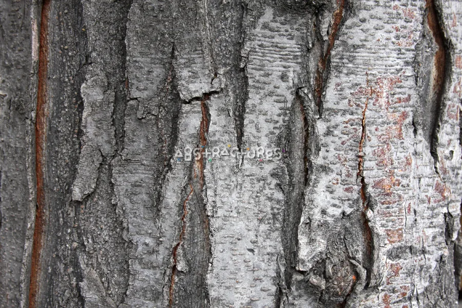 Wood Bark Abstract Texture Background — photographic texture 44 — 04