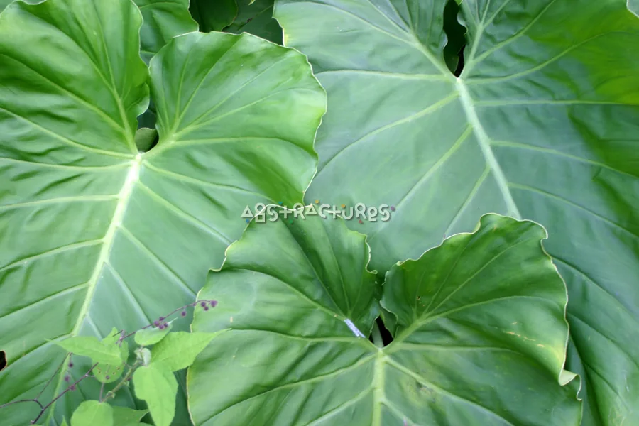 Elephant Ear Leaves Tropical Plant — photographic texture 20 — 12