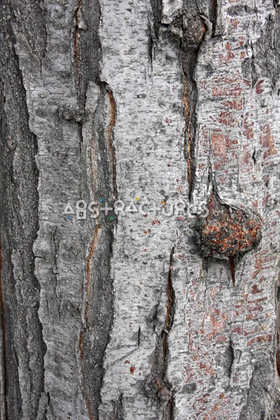 Wood Bark Abstract Texture Background — photographic texture 44 — 26