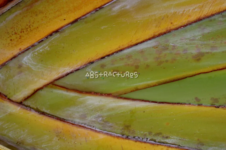 Green Leaves Abstract Texture Background — photographic texture 20 — 28