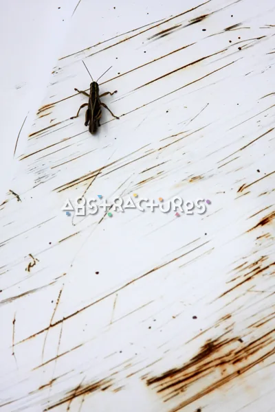 White Metal Grasshopper Abstract Texture — photographic texture 47 — 24