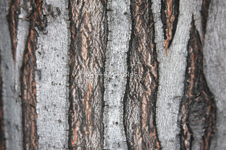 Wood Bark Abstract Texture Background — photographic texture 43 — 12