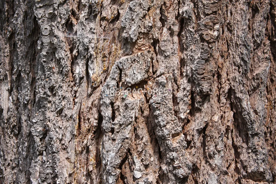 Wood Bark Abstract Texture Background — photographic texture 43 — 28