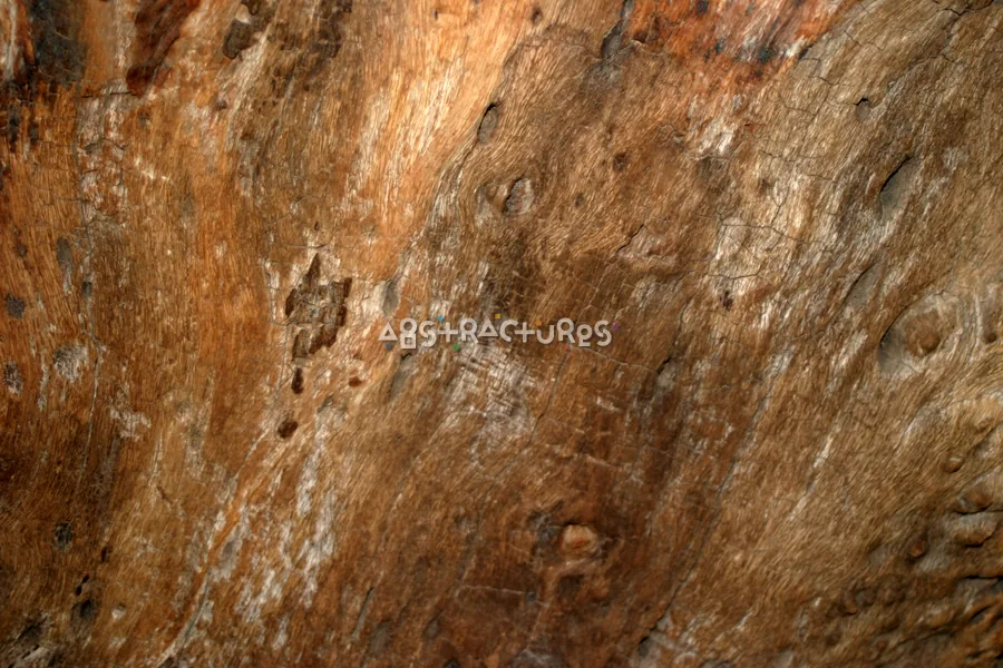 Oak Tree Wood Grain Texture — photographic texture 15 — 10