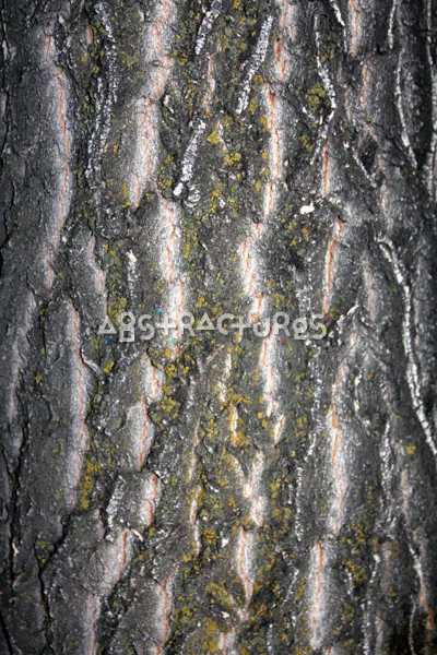 Wood Bark Abstract Texture Background — photographic texture 44 — 38