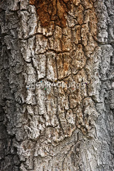 Wood Bark Abstract Texture Background — photographic texture 43 — 34
