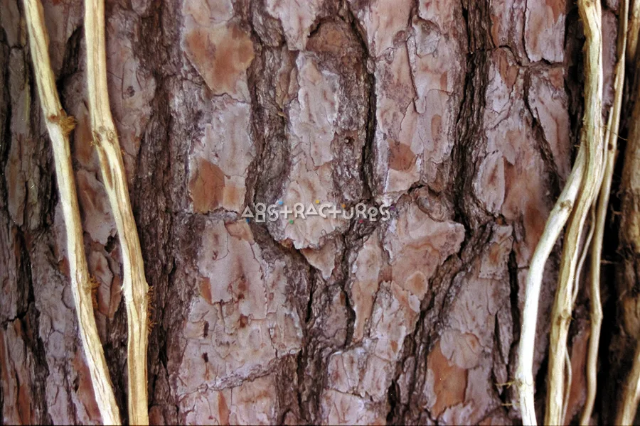 Tree Bark Background Texture Image — photographic texture 04 — 28