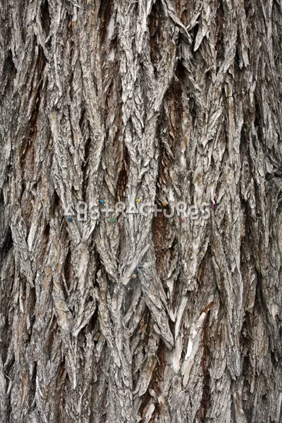 Wood Bark Abstract Texture Background — photographic texture 44 — 32