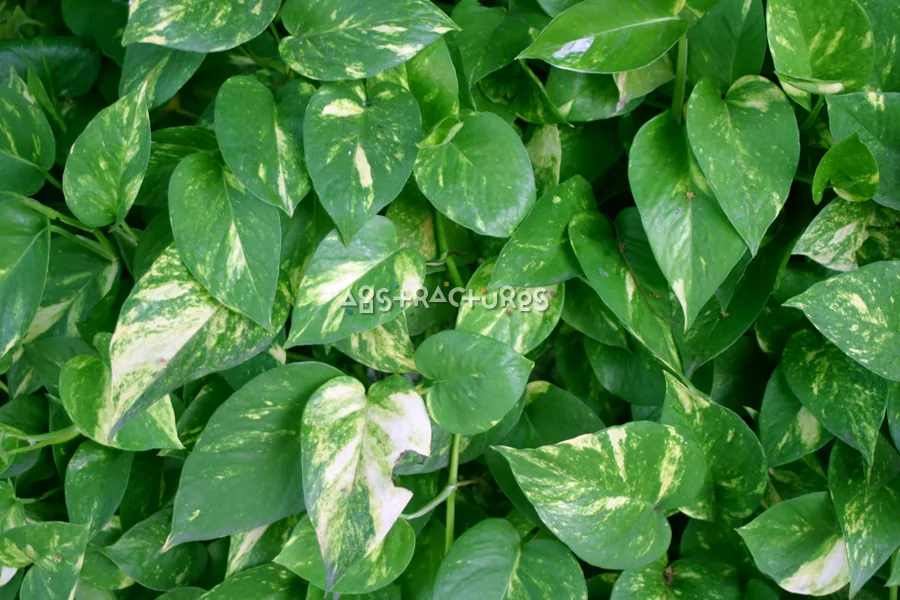 Green Ivy Leaves Abstract Texture — photographic texture 20 — 05
