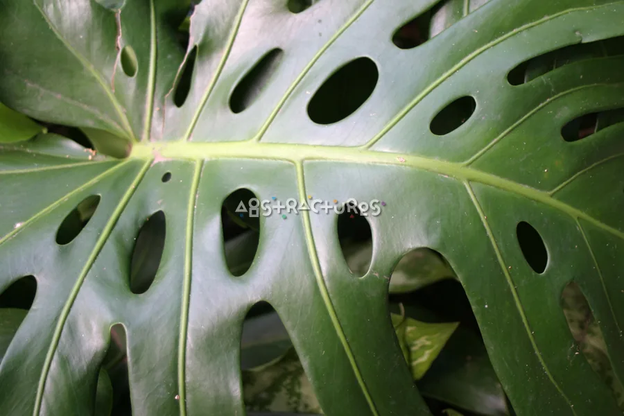 Tropical Plant Abstract Texture Image — photographic texture 20 — 07
