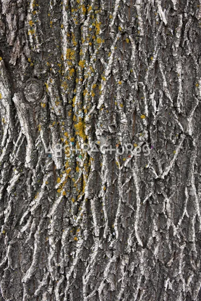 Wood Bark Abstract Texture Background — photographic texture 44 — 15
