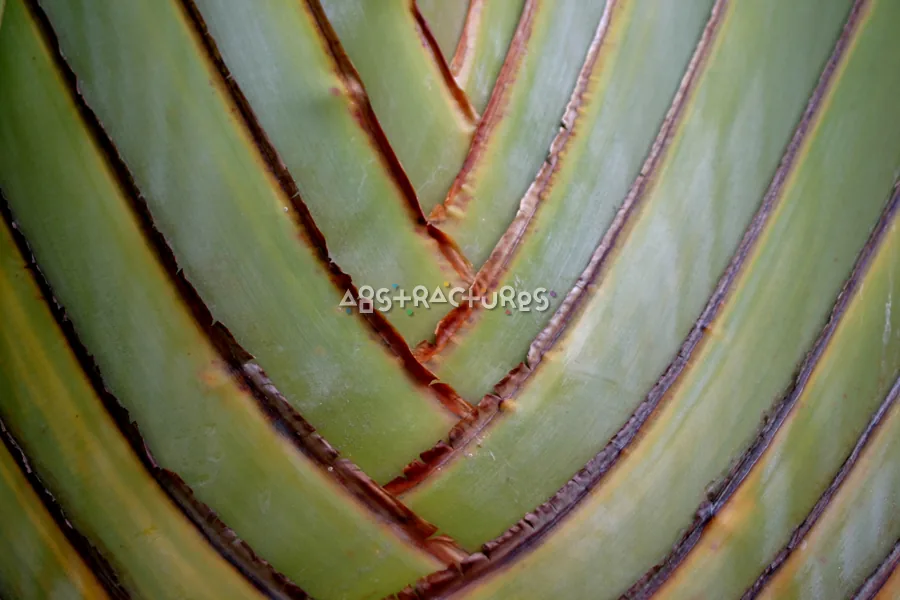 Tropical Plant Abstract Texture Image — photographic texture 20 — 09