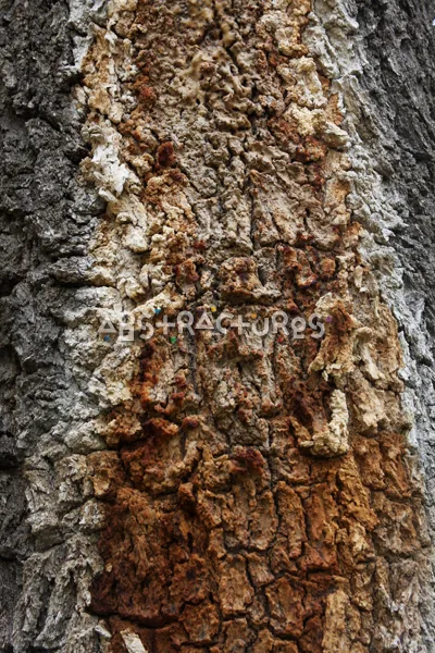Wood Bark Abstract Texture Background — photographic texture 44 — 07