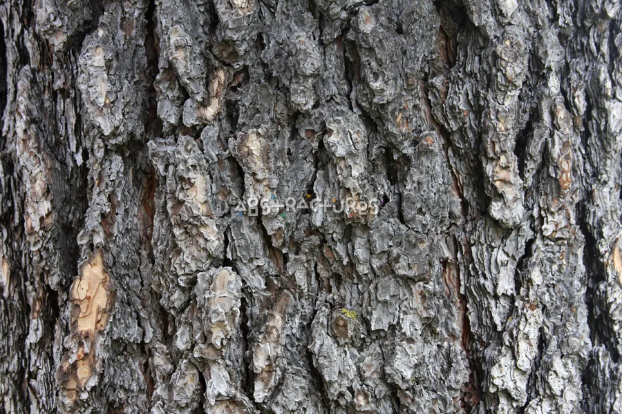 Wood Bark Abstract Texture Background — photographic texture 44 — 31