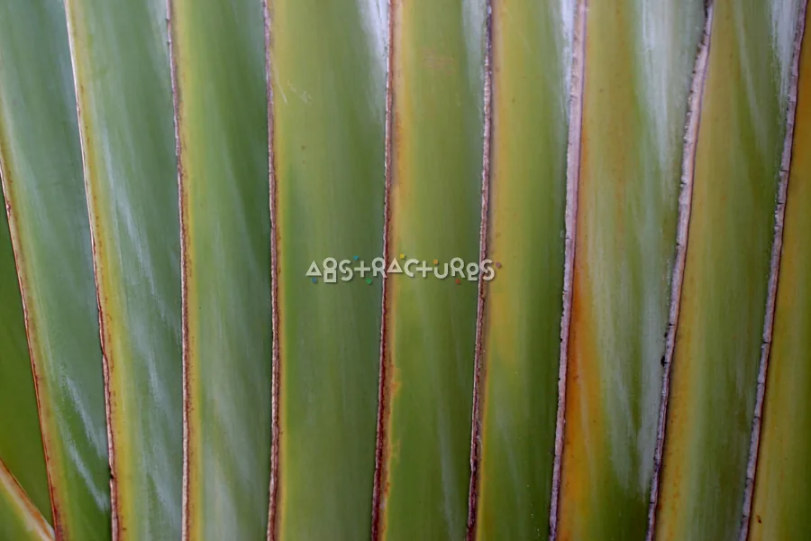 Green Tropical Plant Abstract Texture — photographic texture 20 — 22