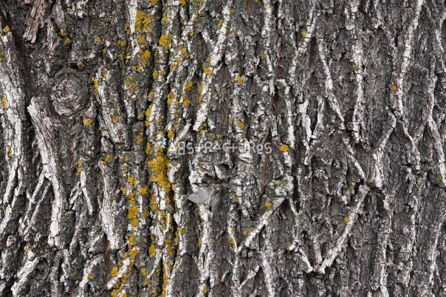 Wood Bark Abstract Texture Background — photographic texture 44 — 17