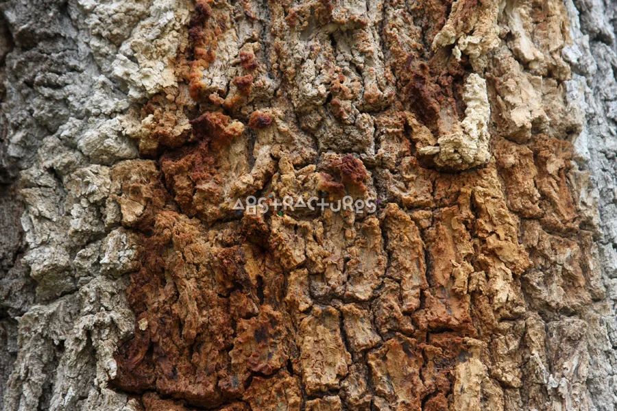 Wood Bark Abstract Texture Background — photographic texture 44 — 27