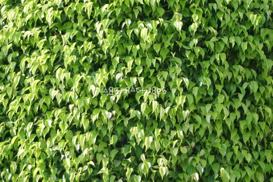 Green Leaves Abstract Texture Background — photographic texture 20 — 06