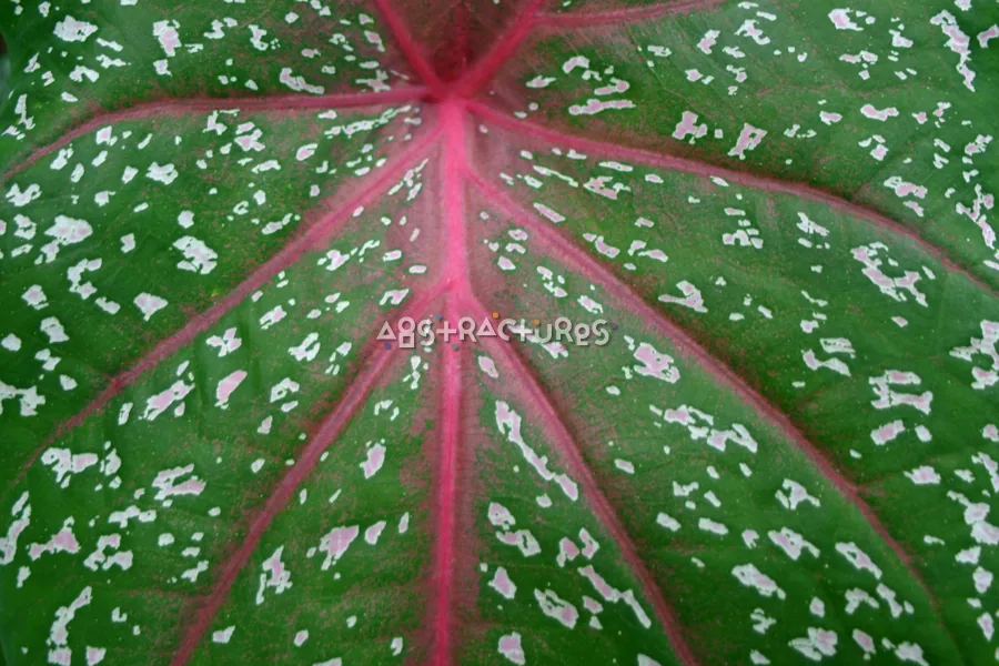 Red Green Leaf Tropical Plant — photographic texture 20 — 11