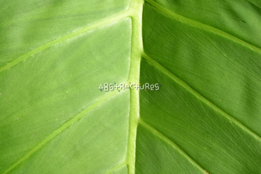 Green Leaf Tropical Plant Texture — photographic texture 20 — 21
