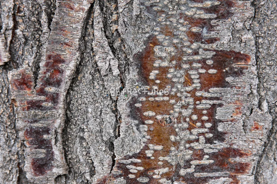 Wood Bark Abstract Texture Background — photographic texture 44 — 23