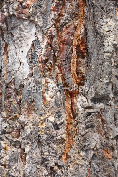 Wood Bark Abstract Texture Background — photographic texture 43 — 39