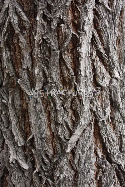 Wood Bark Abstract Texture Background — photographic texture 44 — 18