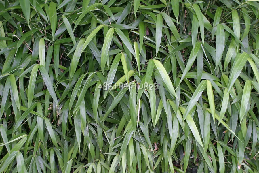 Pointy Green Leaves Texture Image — photographic texture 04 — 38