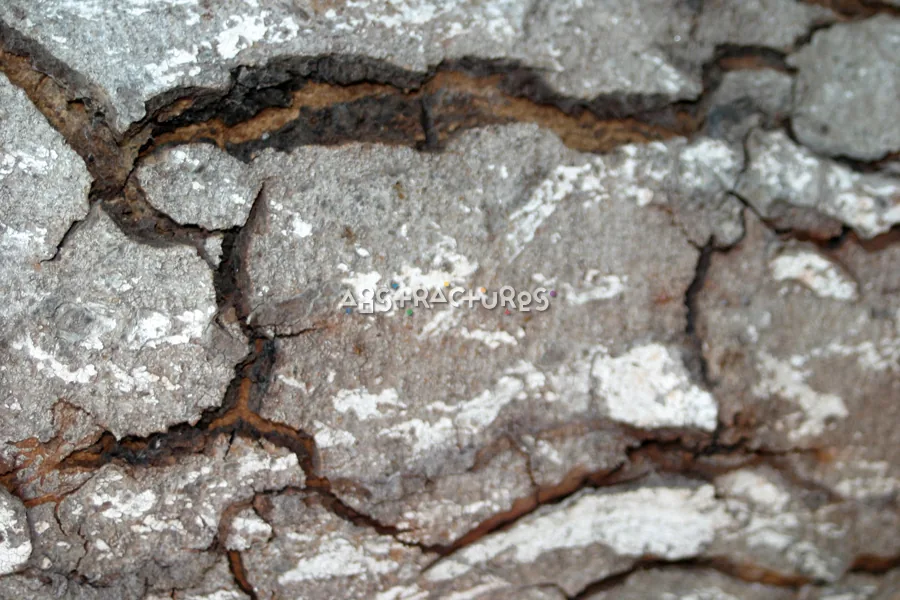 Tree Bark Closeup Abstract Texture — photographic texture 15 — 26