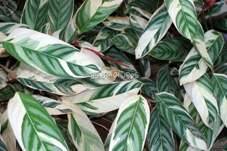 Green Leaves Abstract Texture Background — photographic texture 20 — 18