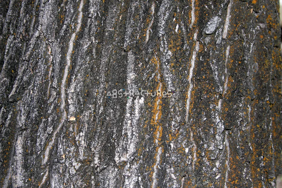 Wood Bark Abstract Texture Background — photographic texture 43 — 10
