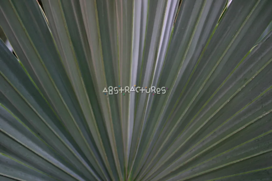 Green Grey Palm Tree Leaf — photographic texture 20 — 34