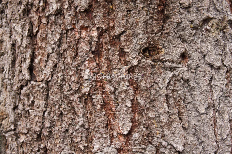 Wood Bark Abstract Texture Background — photographic texture 44 — 08