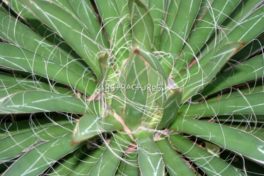Tropical Plant Abstract Texture Image — photographic texture 20 — 01