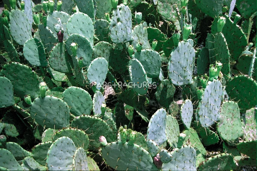 Prickly Pear Cactus Background Image — photographic texture 04 — 16
