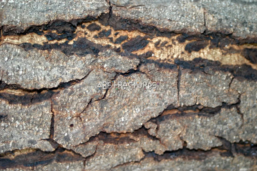 Tree Bark Closeup Abstract Texture — photographic texture 15 — 17