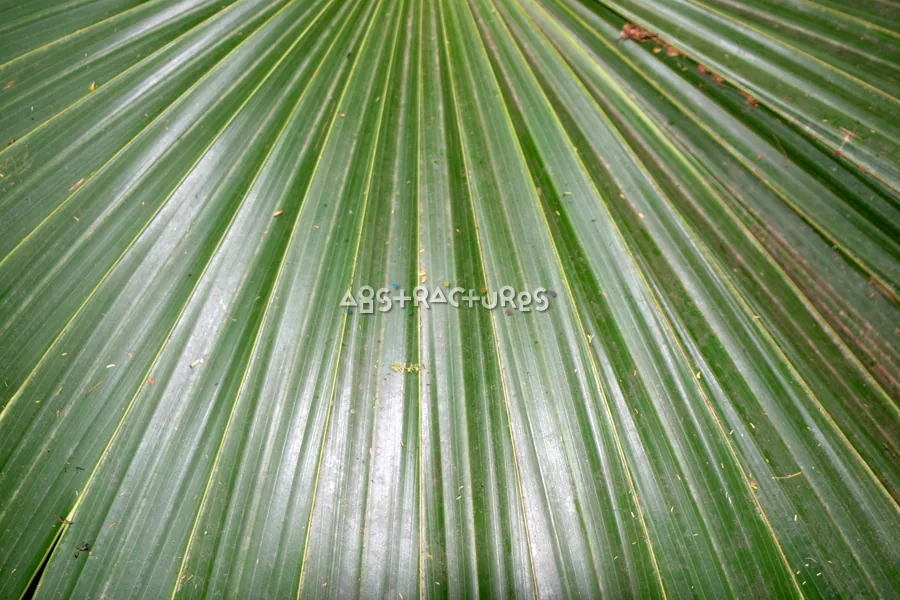 Green Palm Leaf Tropical Texture — photographic texture 20 — 16