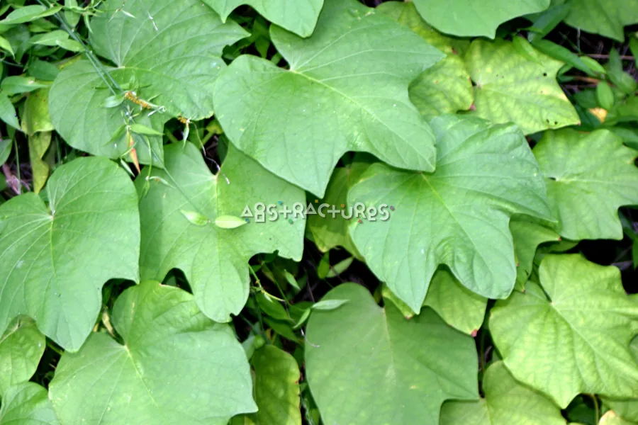 Green Leaves Tropical Plant Texture — photographic texture 20 — 40