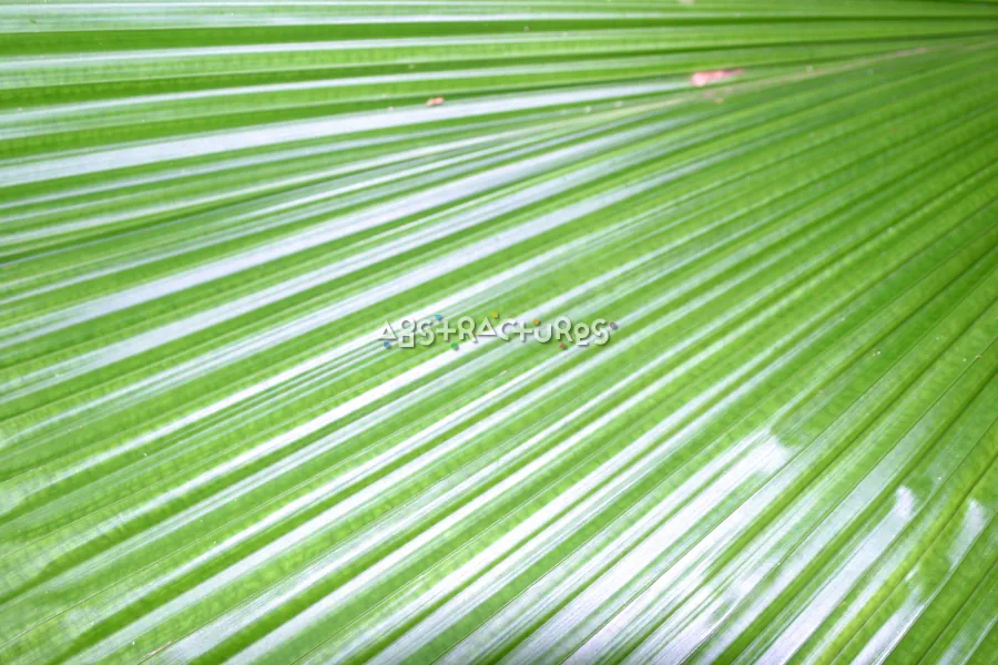Green Leaf Abstract Texture Image — photographic texture 20 — 30