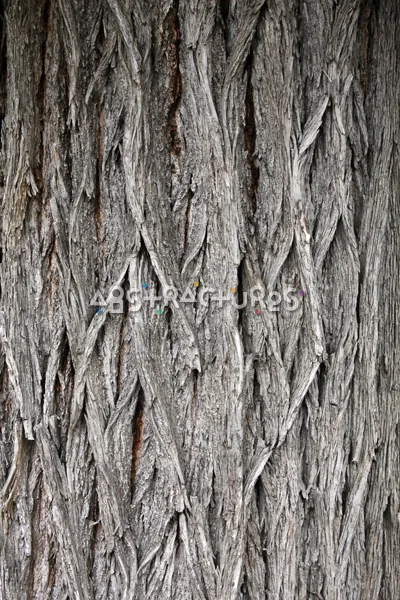 Wood Bark Abstract Texture Background — photographic texture 44 — 37